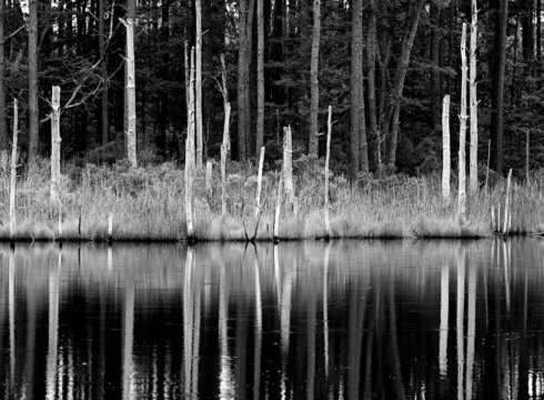 Ghost Forest: Photography by Sherry Insley