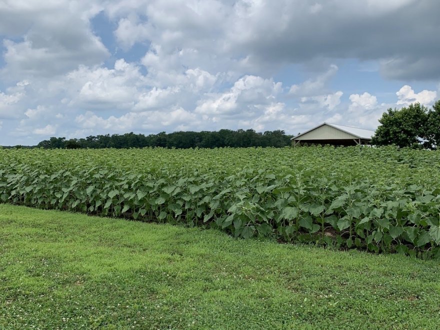 Kingsley Orchards