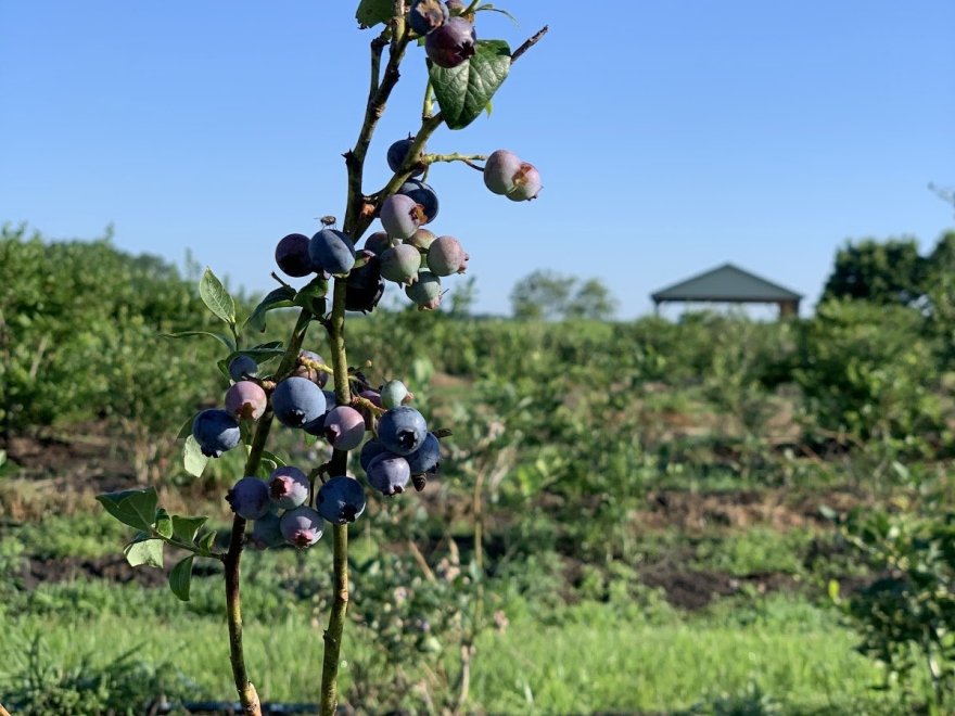 Kingsley Orchards