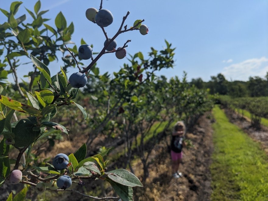 Kingsley Orchards